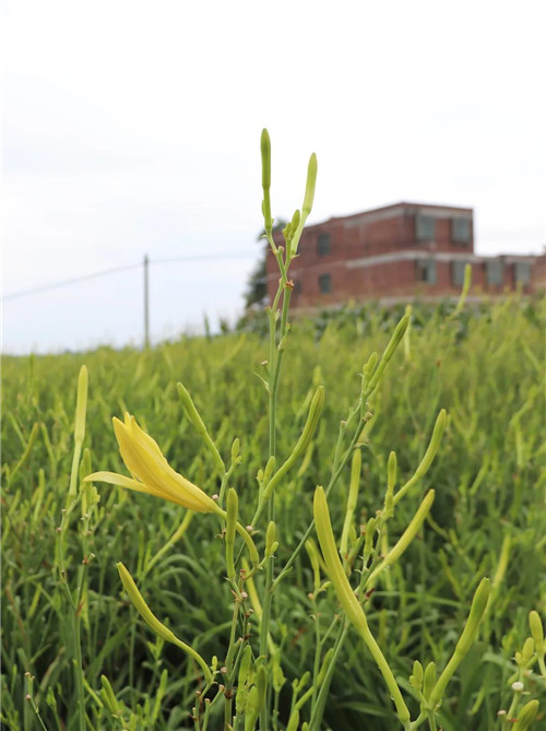 绿之韵黄花菜种植示范基地项目签约仪式举行