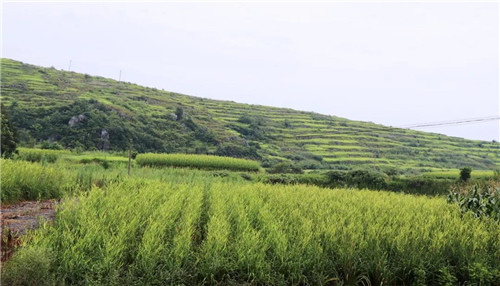 绿之韵黄花菜种植示范基地项目签约仪式举行