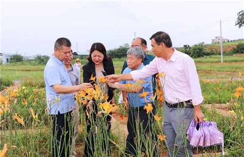 绿之韵黄花菜种植示范基地项目签约仪式举行