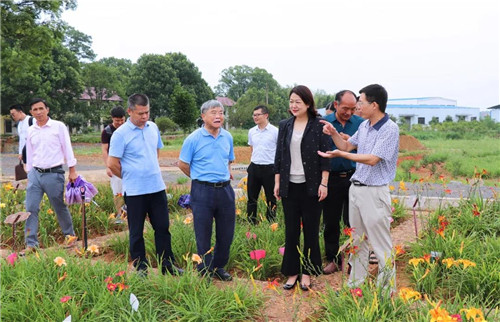 绿之韵黄花菜种植示范基地项目签约仪式举行