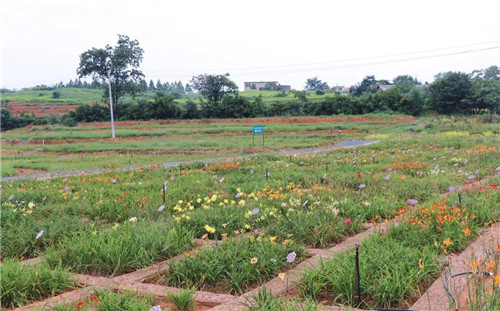 绿之韵黄花菜种植示范基地项目签约仪式举行