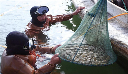 好海参“荣成智造”好当家上榜2018山东名牌产品