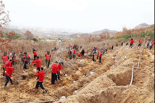 安然集团总部、山东分公司公益植树活动盎然开启