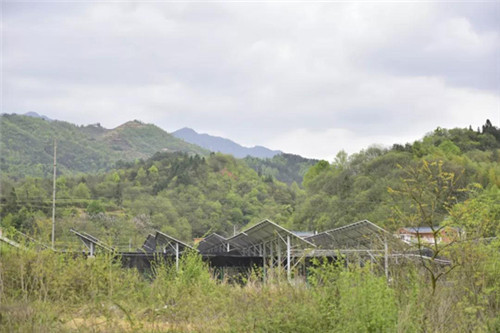 康美来余春富董事长视察吴家店灵芝种植基地