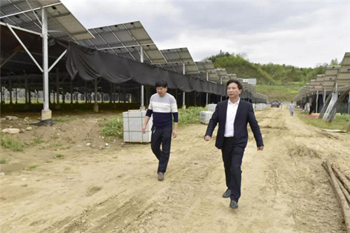 康美来余春富董事长视察吴家店灵芝种植基地