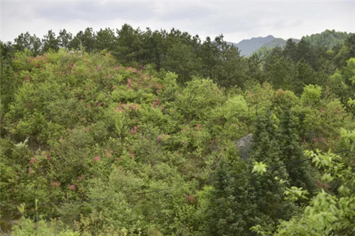 康美来余春富董事长视察吴家店灵芝种植基地