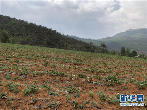 全国知名中医药专家组队调研康美药业道地药材种植基地