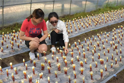 康美来董事长余春富长岭基地行（一）