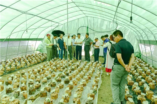 中央媒体走进康美来大别山乡村振兴产业基地